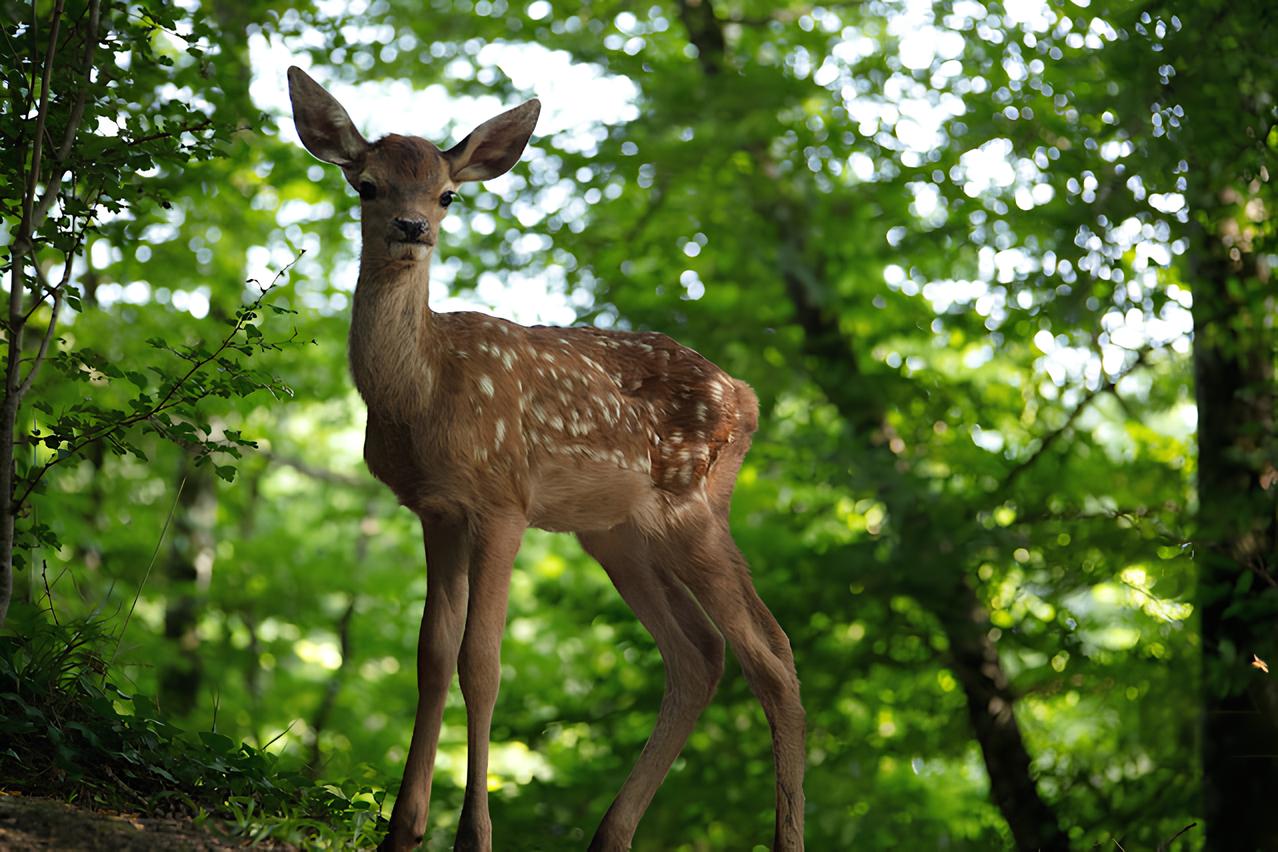 Bambi: Uma Nova Versão Realista Chega aos Cinemas Brasileiros – Por Que Este Filme É Diferente de Tudo Que Você Já Viu? 8 Bambi Uma Nova Vers o Realista Chega aos Cinemas Brasileiros Por Que Este Filme Diferente de Tudo Que Voc J Viu
