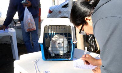 Castra o Gratuita de C es e Gatos em Campinas Uma Oportunidade nica para Proteger Seu Pet e Sua Comunidade