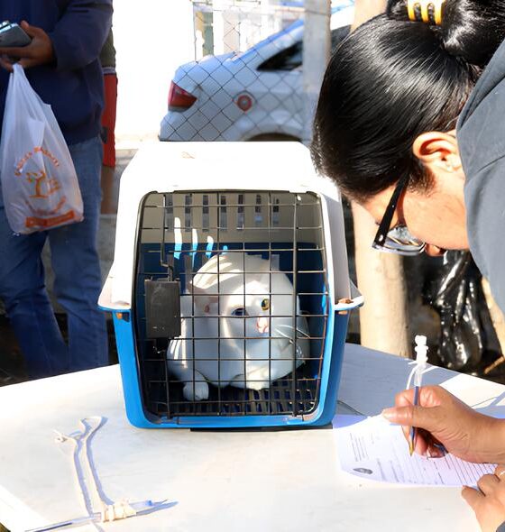 Castra o Gratuita de C es e Gatos em Campinas Uma Oportunidade nica para Proteger Seu Pet e Sua Comunidade