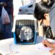 Castra o Gratuita de C es e Gatos em Campinas Uma Oportunidade nica para Proteger Seu Pet e Sua Comunidade