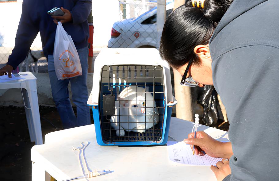 Castra o Gratuita de C es e Gatos em Campinas Uma Oportunidade nica para Proteger Seu Pet e Sua Comunidade