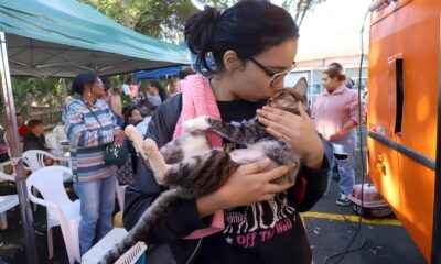 Castra o de Animais em Campinas O Que Voc Precisa Saber Sobre o Programa que Salva Vidas e Transforma Bairros