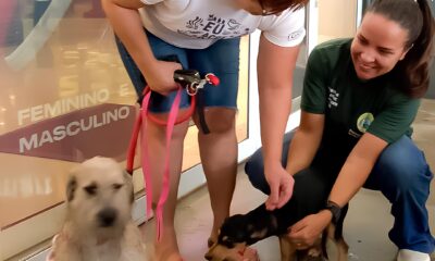 Como a Prefeitura de Hortol ndia Est Revolucionando o Conceito de Ado o Respons vel de Pets em 2025