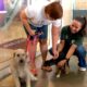 Como a Prefeitura de Hortol ndia Est Revolucionando o Conceito de Ado o Respons vel de Pets em 2025