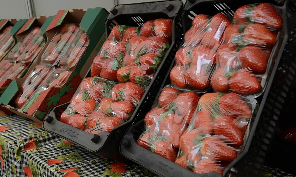 Como uma Festa de Flores e Morangos Conecta Culturas Fortalece Economias e Inspira Gera es em Atibaia