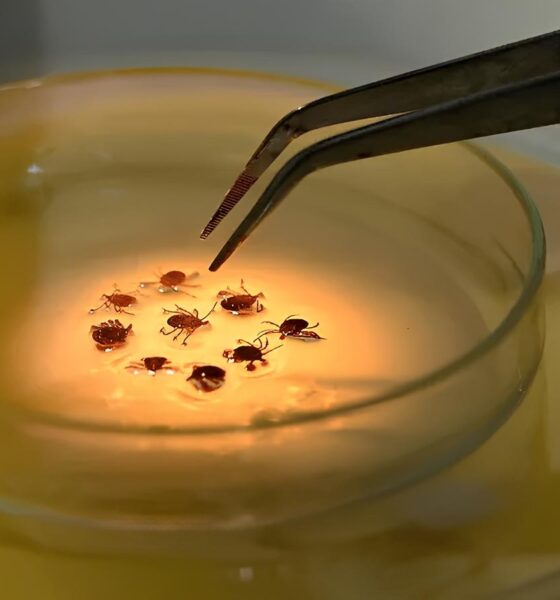 Febre Maculosa em Campinas Uma Epidemia Silenciosa que Est Ceifando Vidas