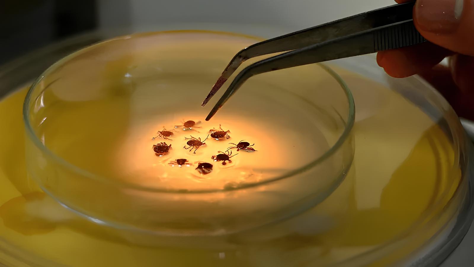 Febre Maculosa em Campinas Uma Epidemia Silenciosa que Est Ceifando Vidas