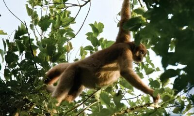 O Dia Nacional do Muriqui Como Praia Grande Se Tornou um Ref gio para o Maior Macaco das Am ricas