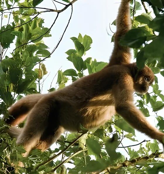 O Dia Nacional do Muriqui Como Praia Grande Se Tornou um Ref gio para o Maior Macaco das Am ricas