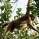 O Dia Nacional do Muriqui Como Praia Grande Se Tornou um Ref gio para o Maior Macaco das Am ricas