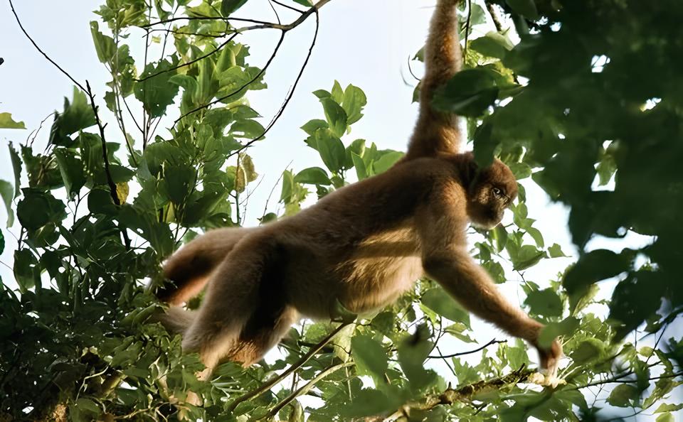 O Dia Nacional do Muriqui Como Praia Grande Se Tornou um Ref gio para o Maior Macaco das Am ricas