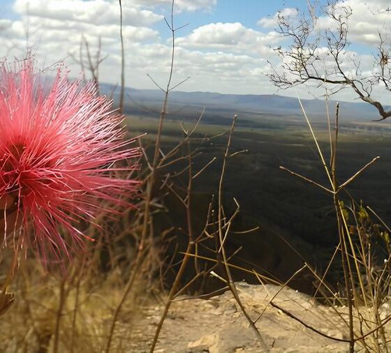 Oportunidade Única: Como o Pós-Doutorado em Ecologia na Unicamp Pode Transformar Sua Carreira e o Futuro do Cerrado 9 Oportunidade nica Como o P s Doutorado em Ecologia na Unicamp Pode Transformar Sua Carreira e o Futuro do Cerrado