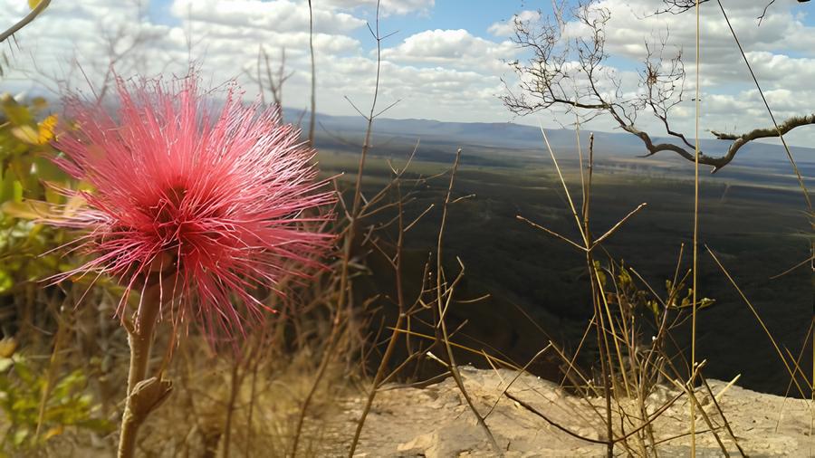 Oportunidade Única: Como o Pós-Doutorado em Ecologia na Unicamp Pode Transformar Sua Carreira e o Futuro do Cerrado 8 Oportunidade nica Como o P s Doutorado em Ecologia na Unicamp Pode Transformar Sua Carreira e o Futuro do Cerrado