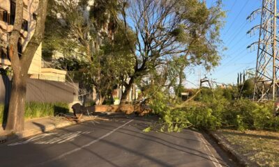 Quando a Natureza Derruba o Caos Urbano A Queda de rvore que Paralisou Campinas