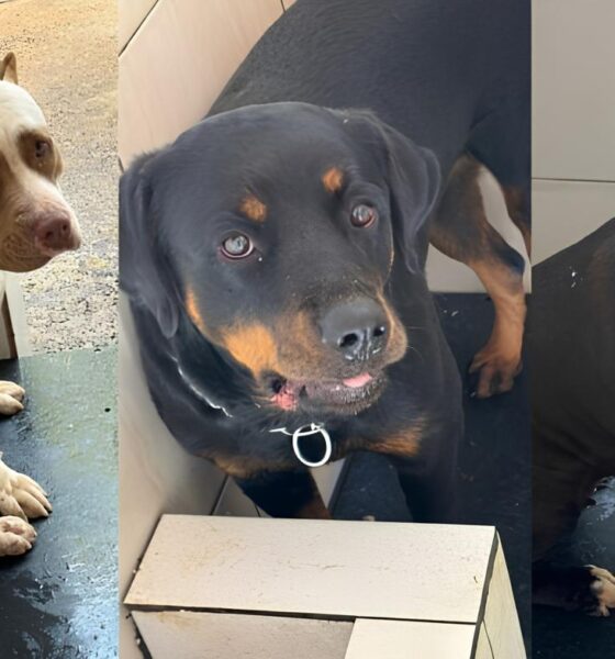 Três Cães Abandonados e Amarrados em Hortolândia: O Que Essa Triste História Revela Sobre o Abandono Animal no Brasil? 9 Tr s C es Abandonados e Amarrados em Hortol ndia O Que Essa Triste Hist ria Revela Sobre o Abandono Animal no Brasil