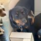 Tr s C es Abandonados e Amarrados em Hortol ndia O Que Essa Triste Hist ria Revela Sobre o Abandono Animal no Brasil