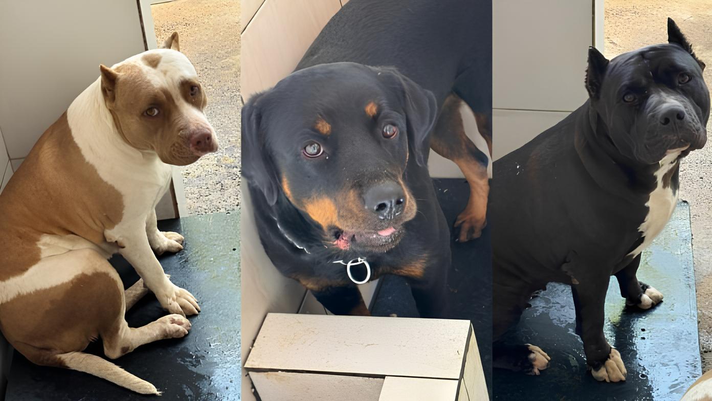 Três Cães Abandonados e Amarrados em Hortolândia: O Que Essa Triste História Revela Sobre o Abandono Animal no Brasil? 8 Tr s C es Abandonados e Amarrados em Hortol ndia O Que Essa Triste Hist ria Revela Sobre o Abandono Animal no Brasil