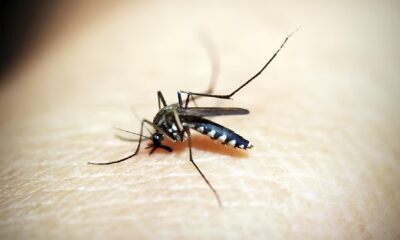 A Epidemia Silenciosa Como a Dengue Est Devastando Vinhedo e Outras Cidades em 2025