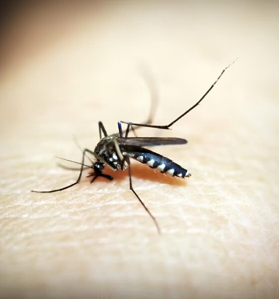 A Epidemia Silenciosa Como a Dengue Est Devastando Vinhedo e Outras Cidades em 2025
