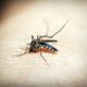 A Epidemia Silenciosa Como a Dengue Est Devastando Vinhedo e Outras Cidades em 2025