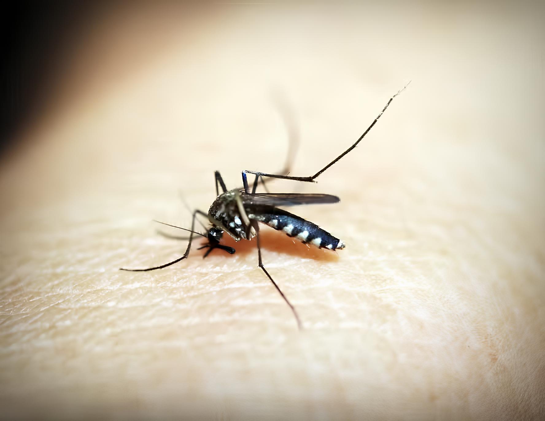 A Epidemia Silenciosa Como a Dengue Est Devastando Vinhedo e Outras Cidades em 2025
