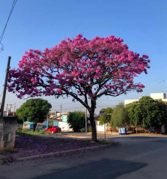Como a Prefeitura de Hortolândia Está Revolucionando o Dia da Árvore com Ações Sustentáveis e Inovadoras 9 Como a Prefeitura de Hortol ndia Est Revolucionando o Dia da rvore com A es Sustent veis e Inovadoras