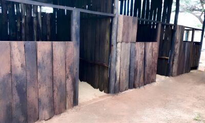 O Templo Equestre de Campinas Como o RB Ranch Revolucionou o Mundo do Ranch Sorting e Team Penning no Brasil