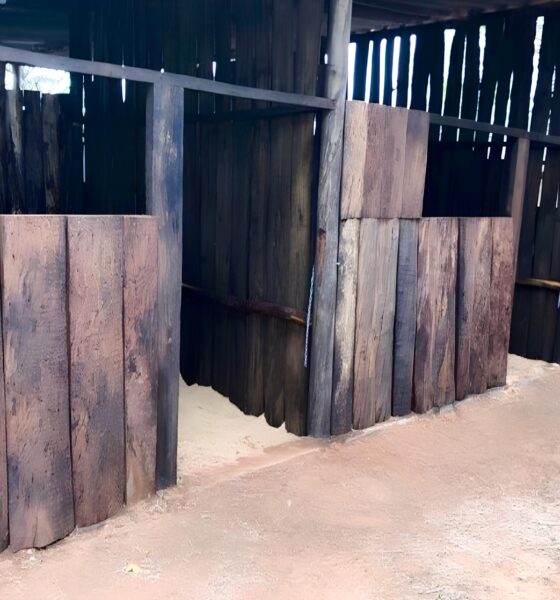 O Templo Equestre de Campinas Como o RB Ranch Revolucionou o Mundo do Ranch Sorting e Team Penning no Brasil