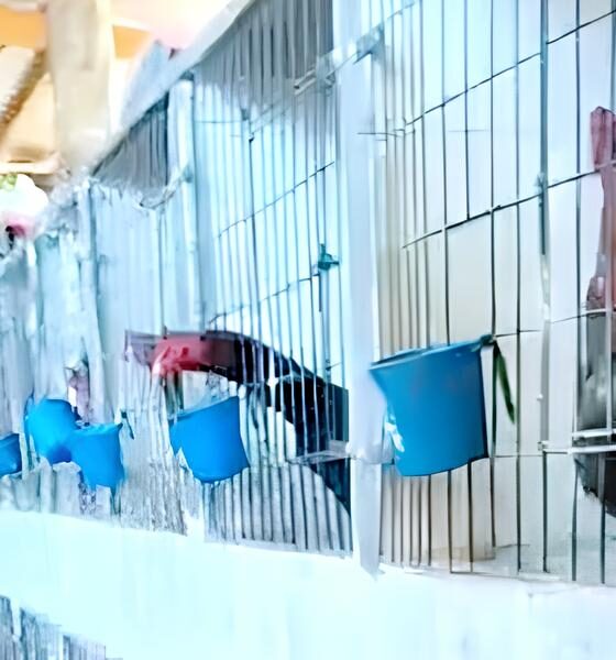 Quando o Grito dos Galos Denuncia um Crime: O Caso das Rinhas em Paulínia 9 Quando o Grito dos Galos Denuncia um Crime O Caso das Rinhas em Paul nia