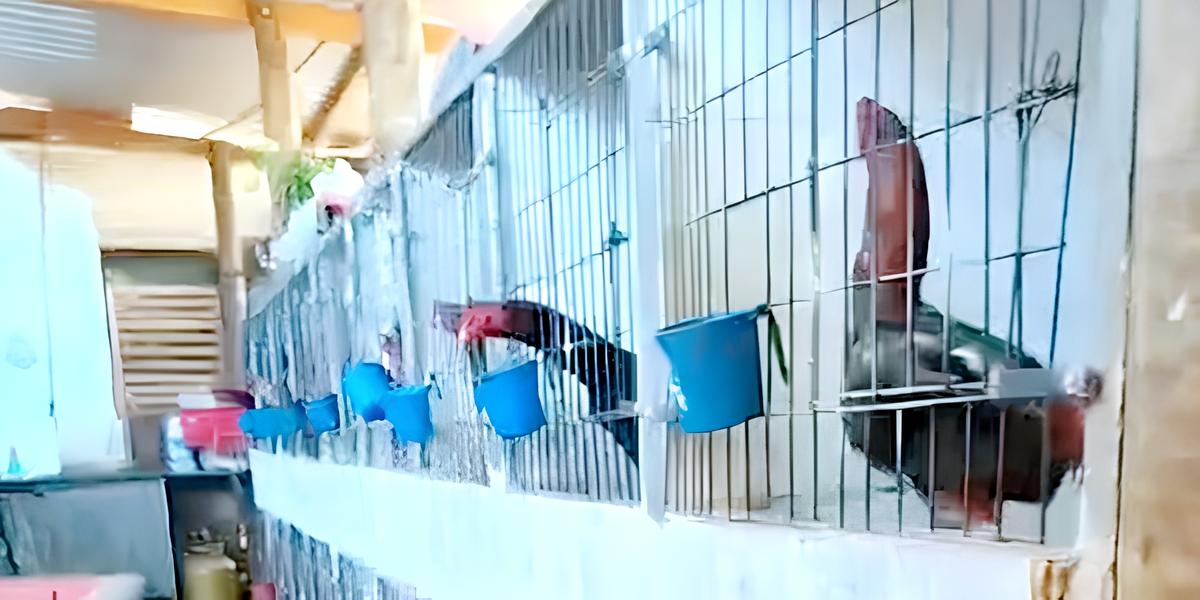 Quando o Grito dos Galos Denuncia um Crime: O Caso das Rinhas em Paulínia 8 Quando o Grito dos Galos Denuncia um Crime O Caso das Rinhas em Paul nia